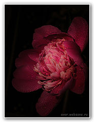 photo "* * *"