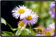 photo "VF11 Chrysanthimum"