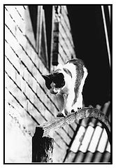 фото "Enigma of the cat"