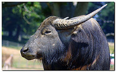 photo "The Beast"