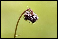 photo "A solitary flower"