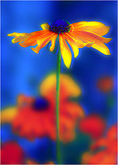 photo "Colours"
