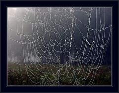 photo "Web"