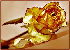 photo "Yellow rose of grief"