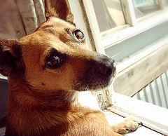 photo "Who there?"