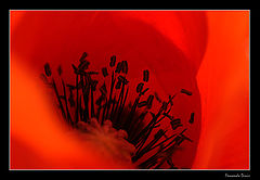 photo "Inside of poppy"