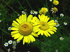 photo "Twin"