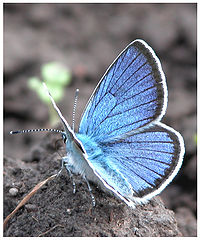 photo "Butterfly"
