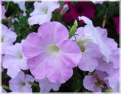 photo "Flower"