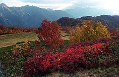 photo "Fall view"