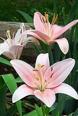 фото "In the pink"