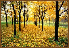фото "Осенний пейзаж"