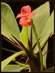 photo "Euphorbia"
