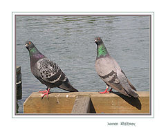 photo "book ends"