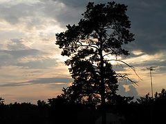 photo "Untitled photo"