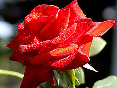 photo "rose"