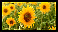 photo "Untitled photo"