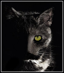 photo "Illusional"