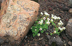 photo "Flower on the stones"