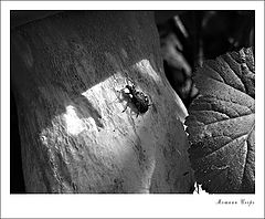 photo "Untitled photo"