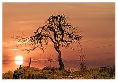 photo "dead nature"