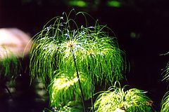 photo "Santosa Grass"