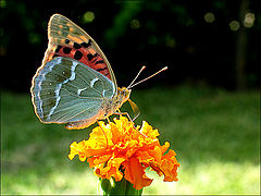 фото "Afternoon beauty"