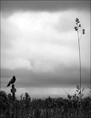 photo "Sad"
