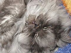 photo "Саt"