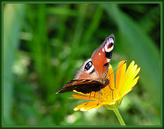 photo "Flower & The Butterfly 2"