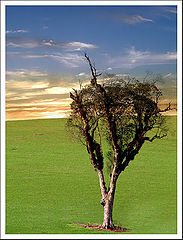 photo "Nature almost dead"