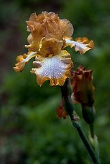 photo "Another iris, simply an iris"