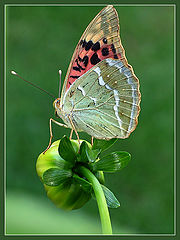 фото "Salmon colour on greens"