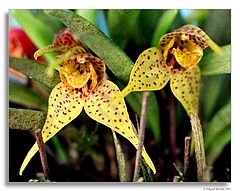 photo "Dryadella edwallii"