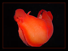 photo "Lonely heart."