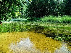 photo "Transparencia de la naturaleza"