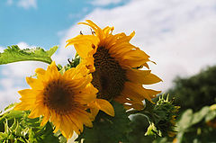 фото "Sunflowers"