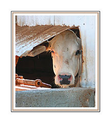 photo "peek-a-moo"