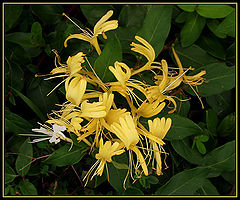photo "Tangled"
