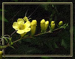 photo "String of Wild Yellow"