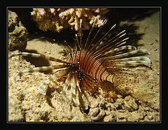 photo "Lionfish."