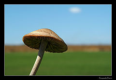 фото "The mushroom and the teeny cloud"