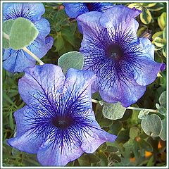 фото "Flower"