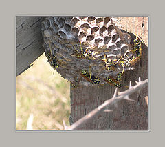 photo "Bee careful"