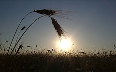 photo "Evening ear"