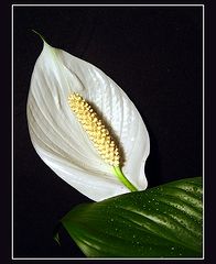 фото ""Spathiphyllum""