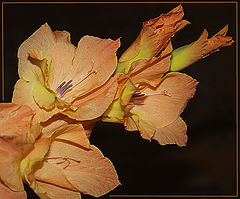 фото "gladiolus red-haired :)"