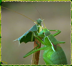 photo "glutton"