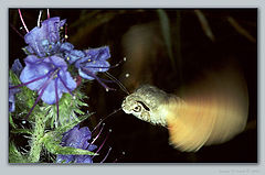 photo "Macroglosum stellatarum"