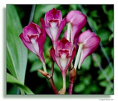photo "Bifrenaria atropurpurea"
